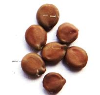  Seeds